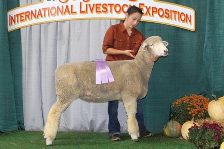 Reserve Champion Sale Ewe
2018 KILE