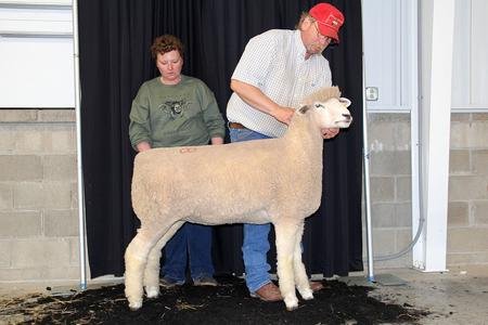 1st Place Even Yearling Ewe
2019 Big Ohio Sale