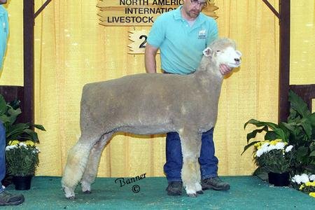 Reserve Junior Champion Ewe Lamb (Friesz 635)
1st Spring Ewe Lamb
2016 NAILE
