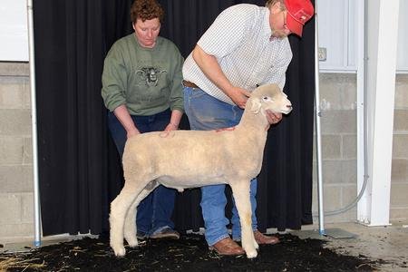 Grand Champion Ewe
2019 Big Ohio Sale 