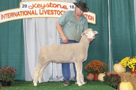 Reserve Grand Champion Ewe

​2018 KILE