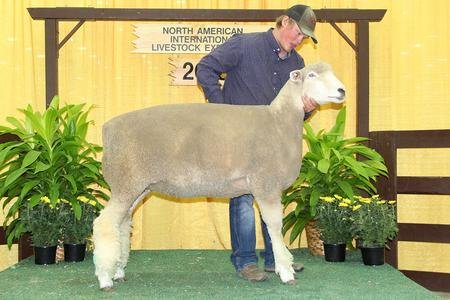 Senior Champion Ewe
2018 NAILE
