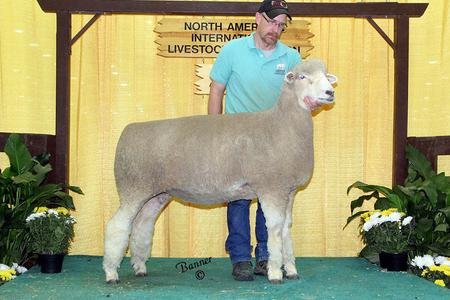 Reserve Senior Champion Ewe (Friesz 514)
1st Late Yearling Ewe
2016 NAILE