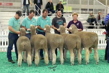 2nd Place Flock
National Corriedale Show
2016 NAILE