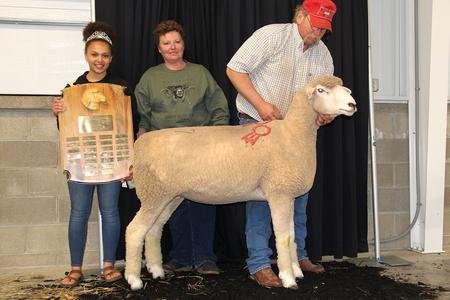 Reserve Jr. Champion Ram
2019 Big Ohio Sale
