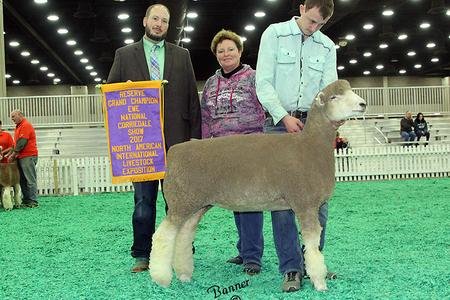 National Reserve Grand Champion Ewe
2017 NAILE