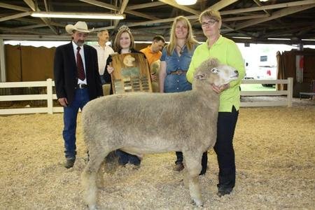"RRichochet" 2013 National Champion Ram
Purchased with Rossow Ranch, SD. Will be consigning some lambs to the 2015 National Sale sired by him.