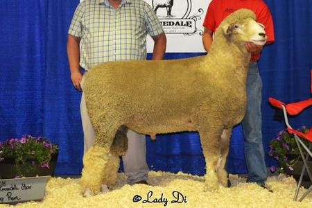 Friesz 417

Reserve Champion Corriedale Ram
Champion Ram, Junior Show; Res. Senior Champion Ram
2015 North Dakota State Fair
Also Champion Ram at the 2015 Newell Ram Sale