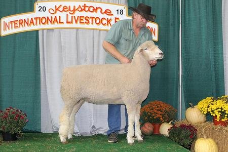 Grand Champion Ewe
2018 KILE