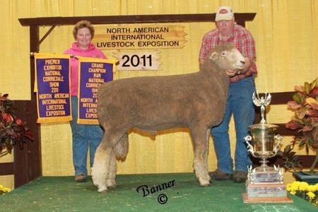 (Friesz 047) National Champion Corriedale Ram
2011 North American International Livestock Exposition
Sire of the 2014 National Champion Corriedale Ewe (Friesz 332)