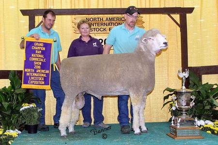 National Grand Champion Ram (Friesz 502)
1st Yearling Ram
2016 NAILE