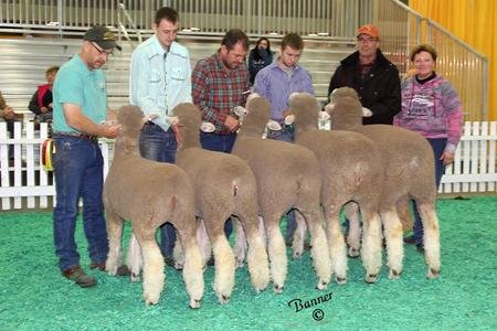 3rd Place Flock, National Corriedale Show
2017 NAILE