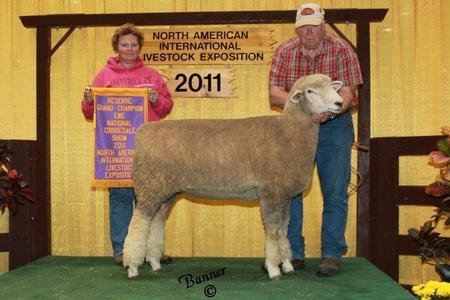 Reserve Champion Corriedale Ewe
2011 North American International Livestock Exposition