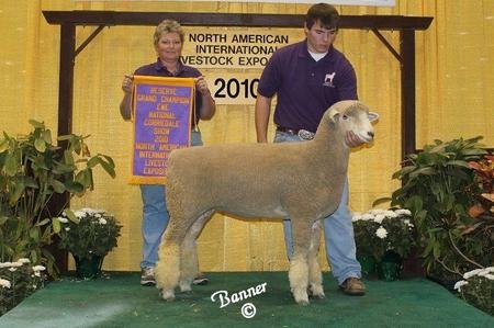 (Friesz 031) Reserve Champion Corriedale Ewe
2010 North American International Livestock Exposition