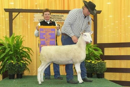 Reserve Champion Ewe
Announcing our Border Leicester Flock
2018 NAILE bought from Overlook Farm
