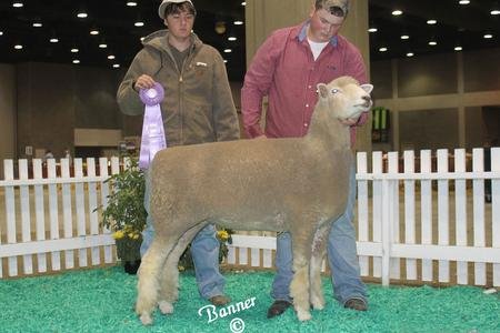 (J Friesz 128) Reserve Senior Champion Ewe
Open Show
2012 North American International Livestock Exposition
Owned and Shown by Kody Wolf
