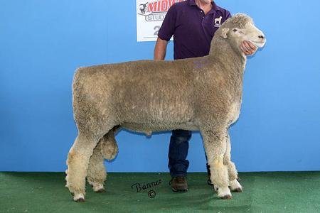 Reserve Grand Champion Ram
Sold to Reister Farms, WA
2016 National Corriedale Sale