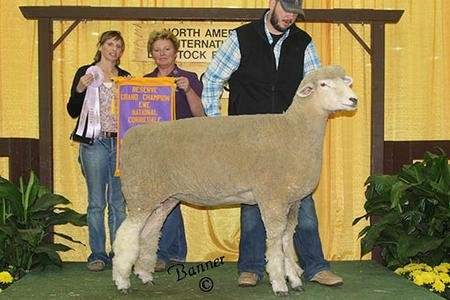 Reserve Grand Champion Ewe
Grand Champion Ewe in Junior Show
2015 North American International Livestock Exposition