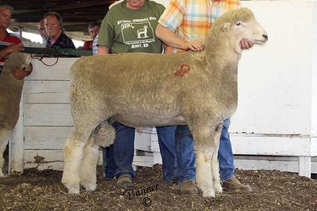 Friesz 413
National Sale Reserve Grand Champion Ram
Also Top-selling Ram!
1st Yearling & Reserve Senior Champion
Sired by Friesz 047