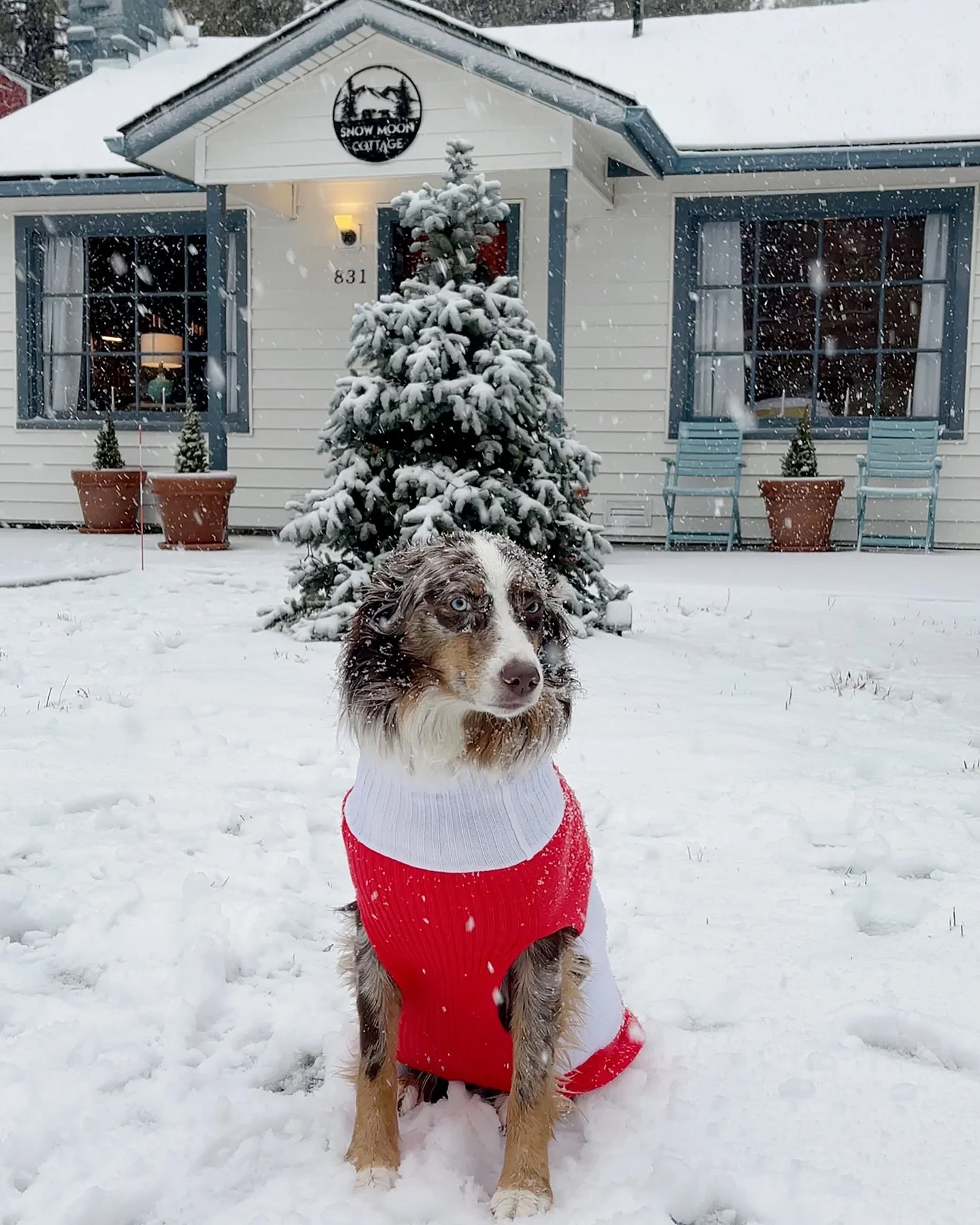 Grab your lover, little one and dog and head to Snow Moon Cottage for what might be the last snow of this season! ❄️ Spring break in the snow anyone?! Link in bio! 

Pup &amp; snow pics: @walidhoshmand 
Pup treats: @havefilmwilltravel