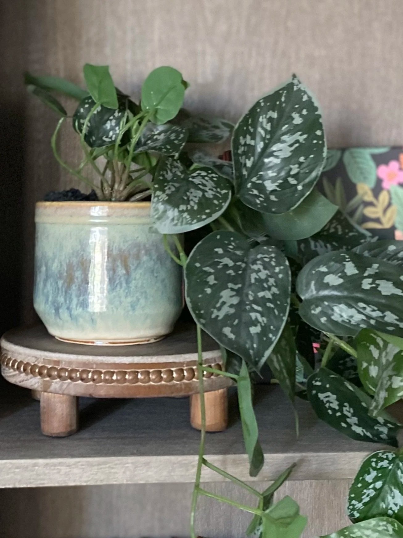 A wheel thrown ceramic planter with a plant