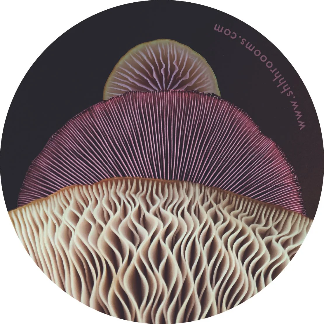 mushroom art sticker by shhhroooms