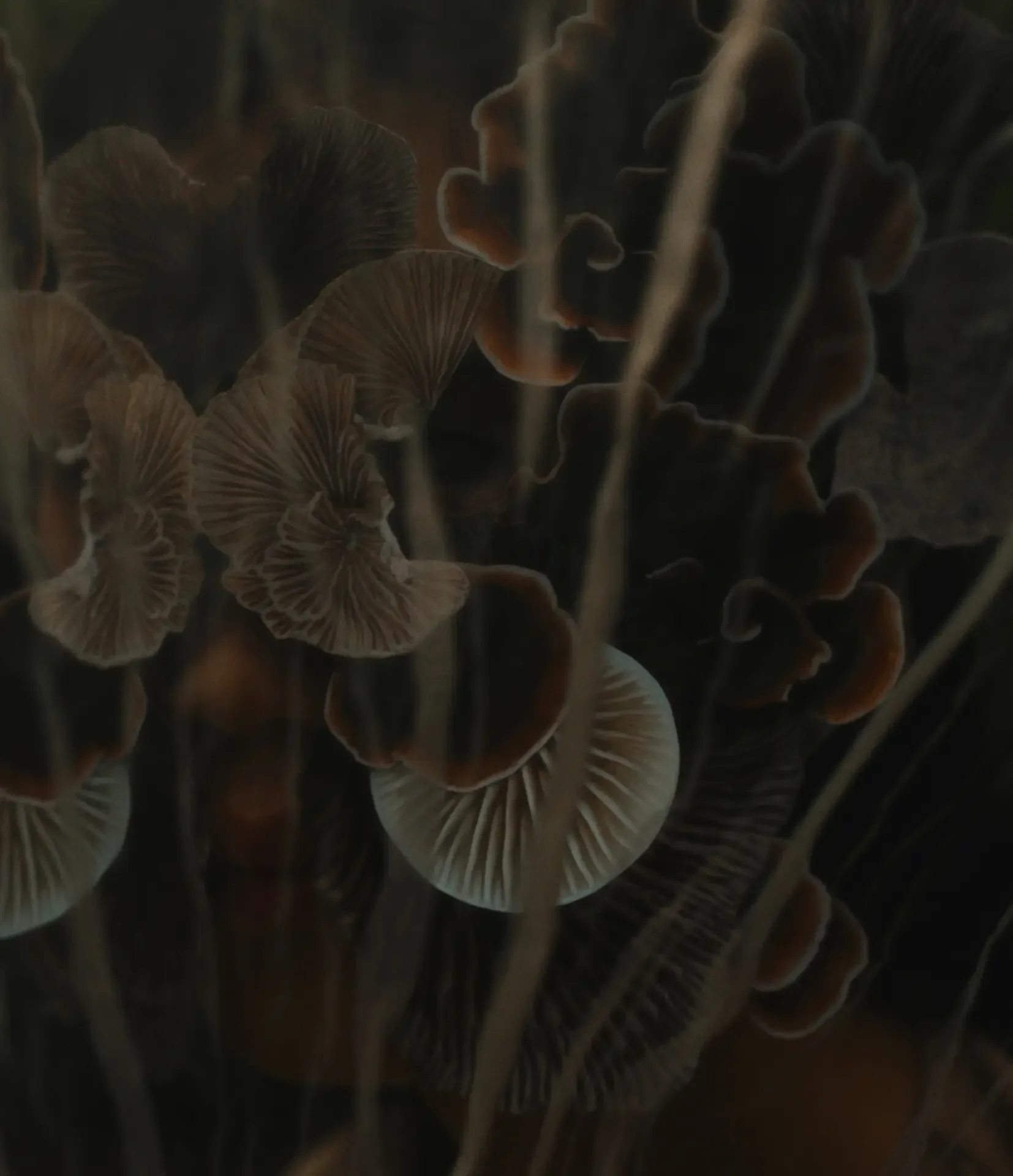 Whispers-17-2-scaled.jpg.webp