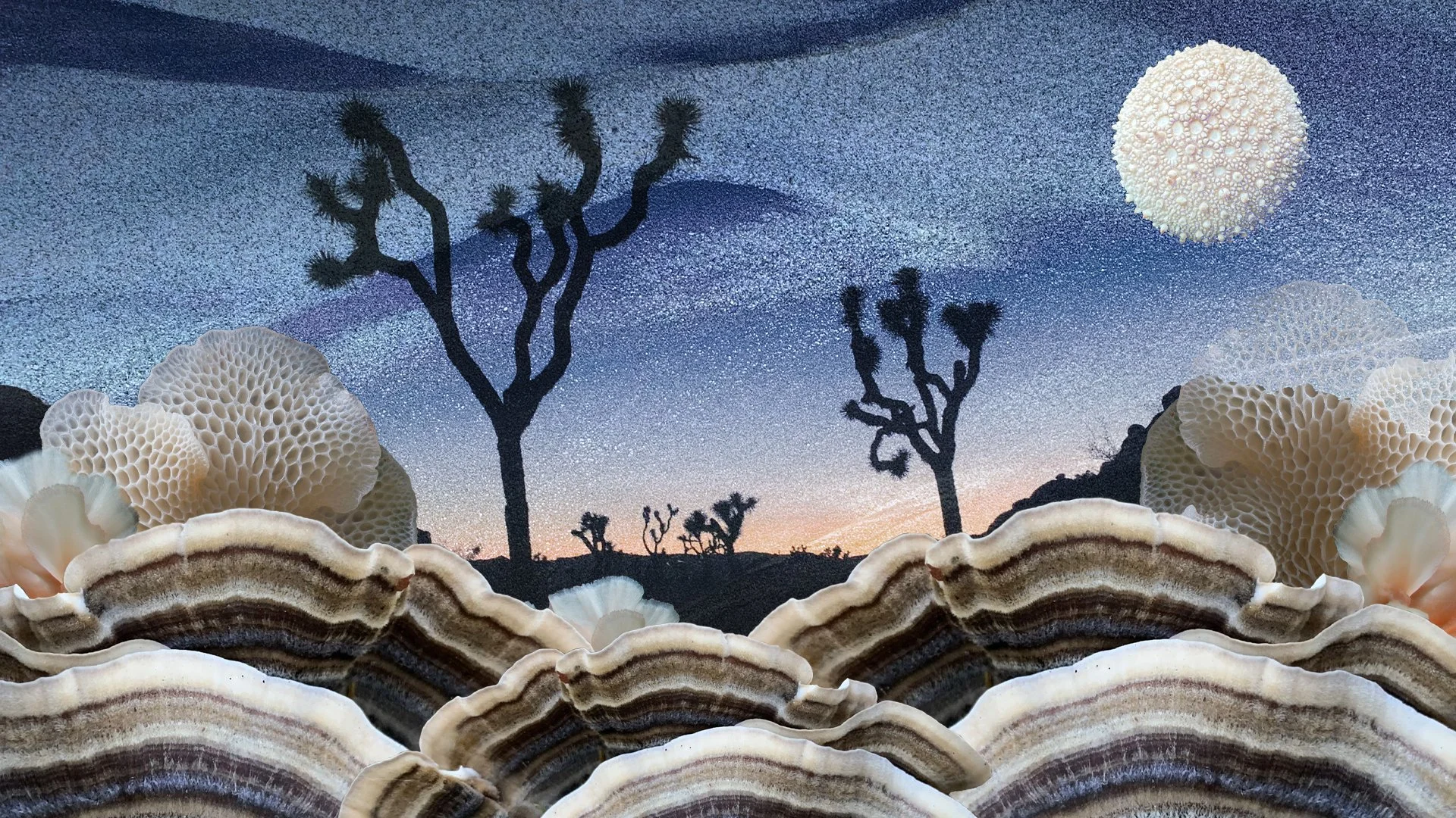 joshuatree-shroomiverse2.jpg