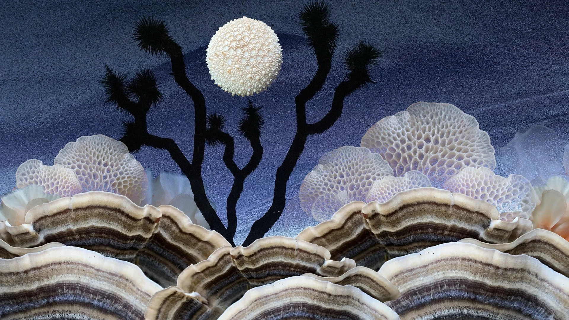 joshuatree-shroomiverse.jpg