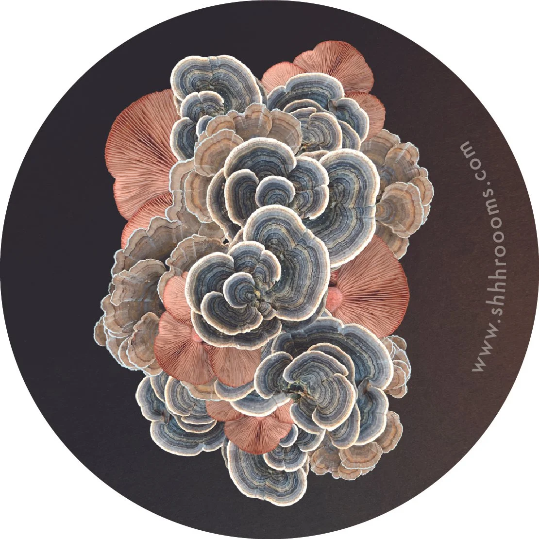 mushroom art sticker by shhhroooms