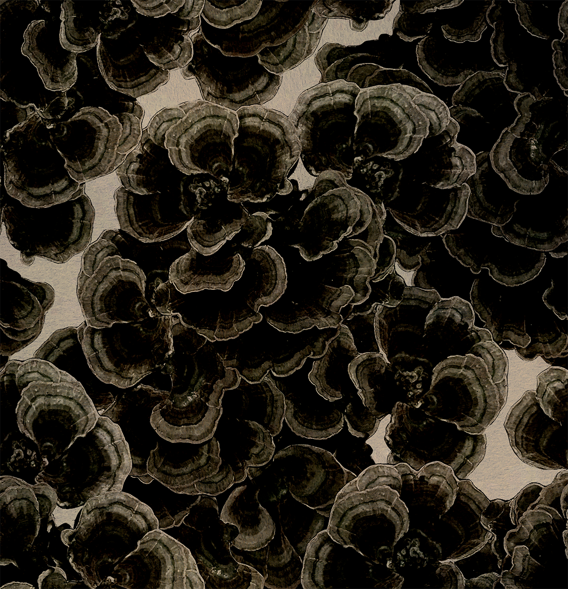 turkeytails3.png