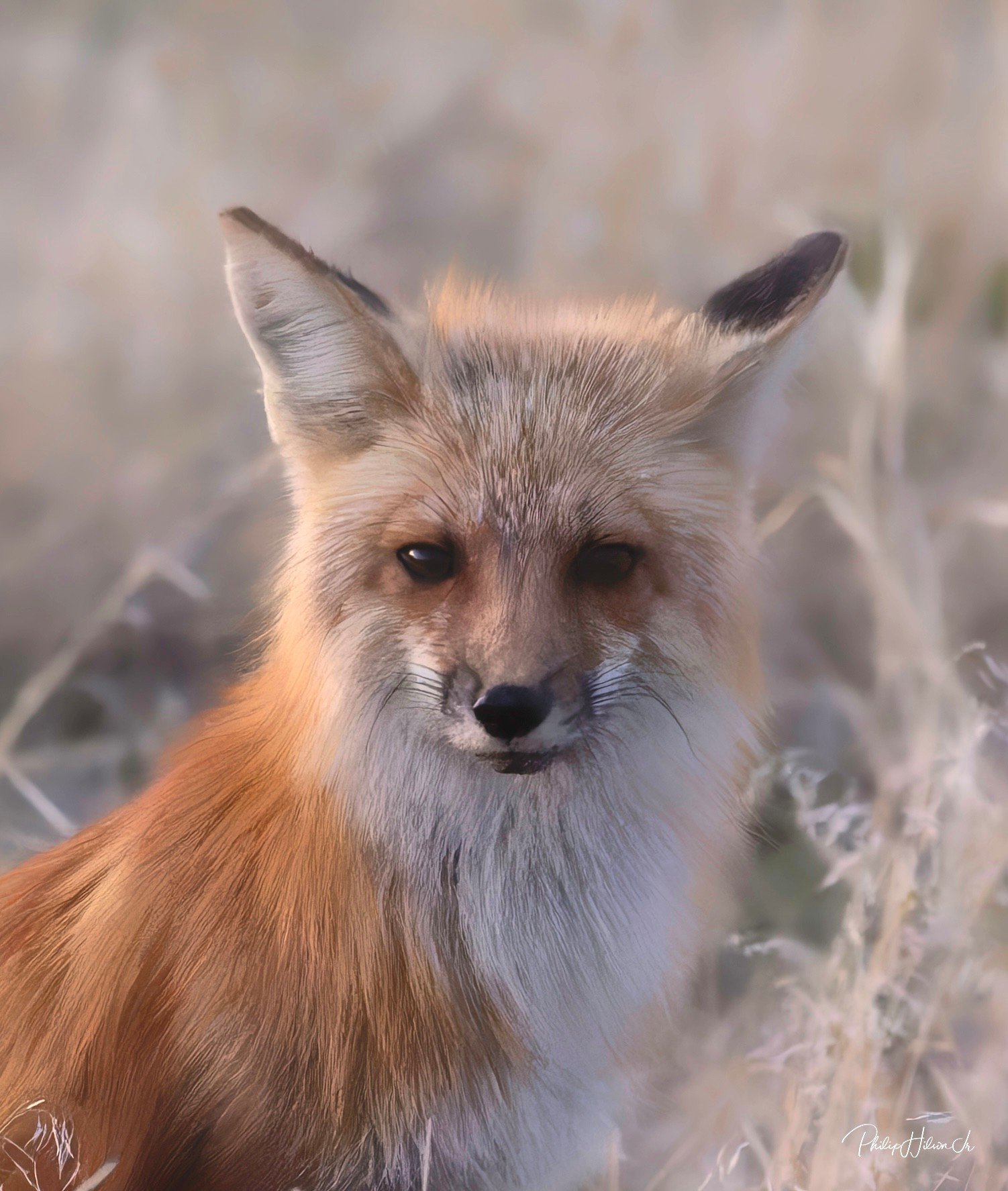 Phil Hilson photography