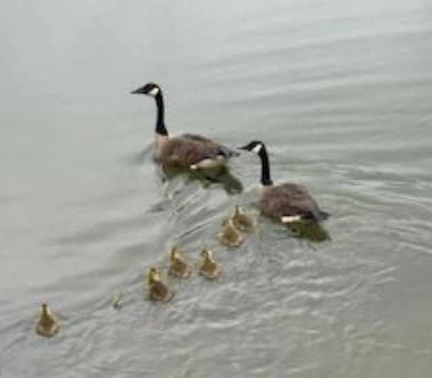 Singing to the Water: Water and Ancestors Honored on May 14 Nibi Walk
