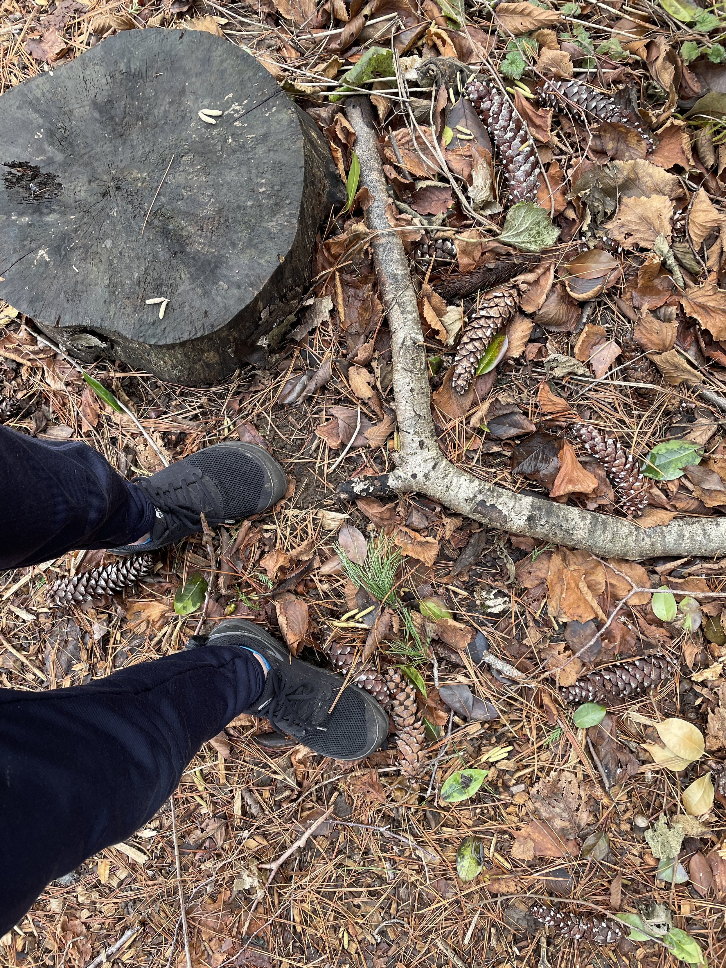 Walking Gratitude Practice