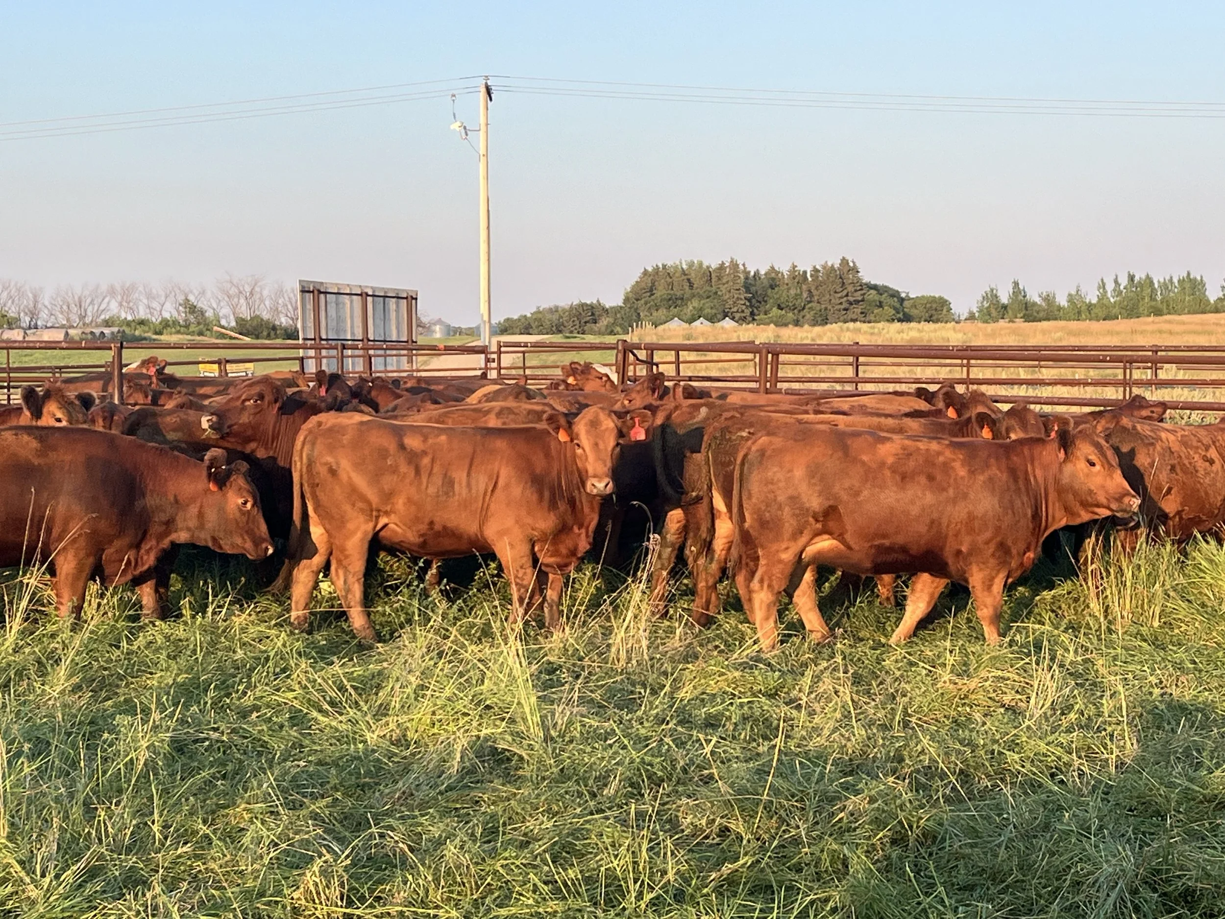 Bred Cow & Heifer Sale — Dryland Cattle Trading Corporation