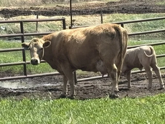 IMG_4112.jpeg
