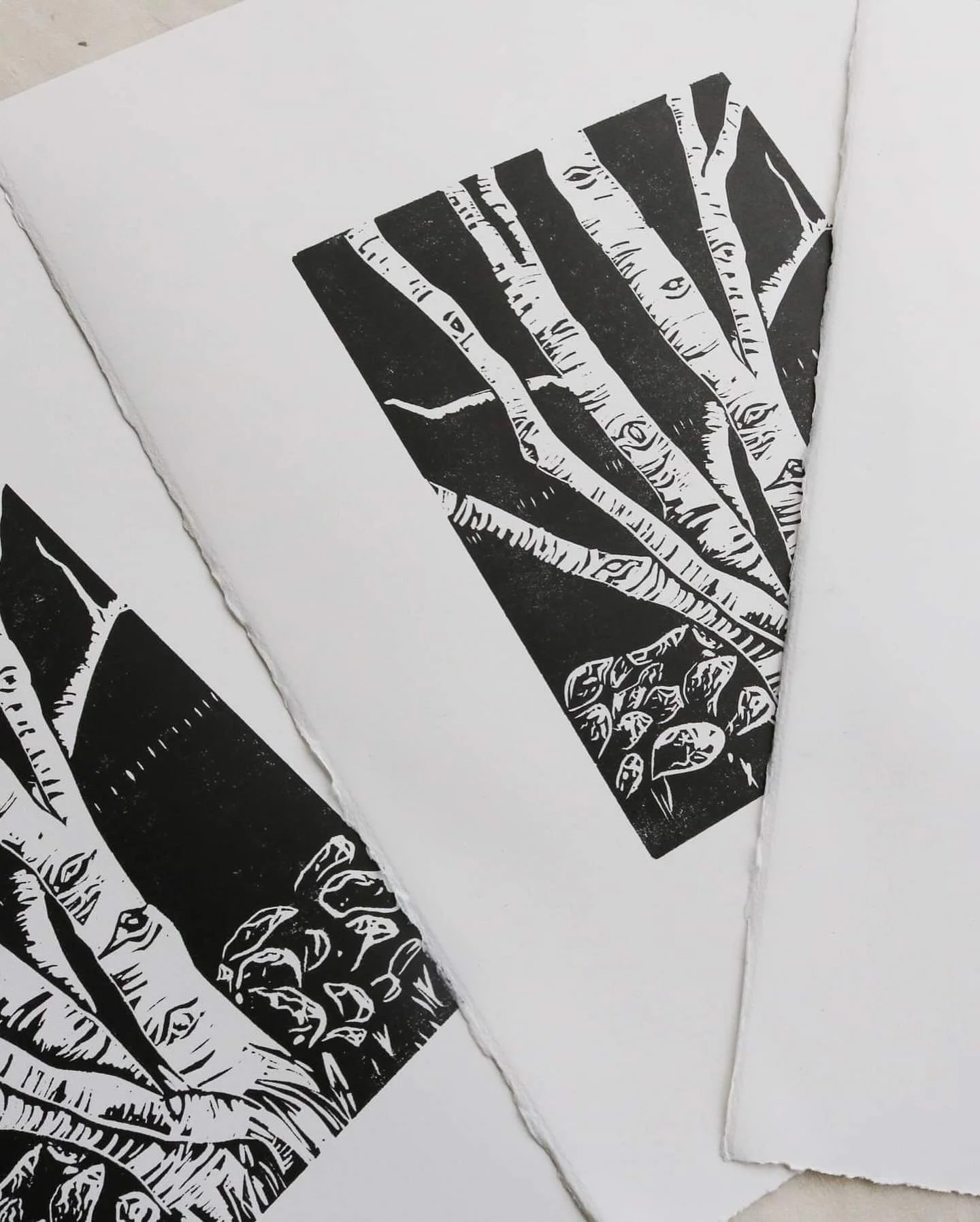 The quaking aspen tree gets its name from the trembling movement the leaves make in the wind. This kind also has markings covering the bark that resemble eyes, which is why I like them and why I made this print. Link to new shop and website in bio 🍂