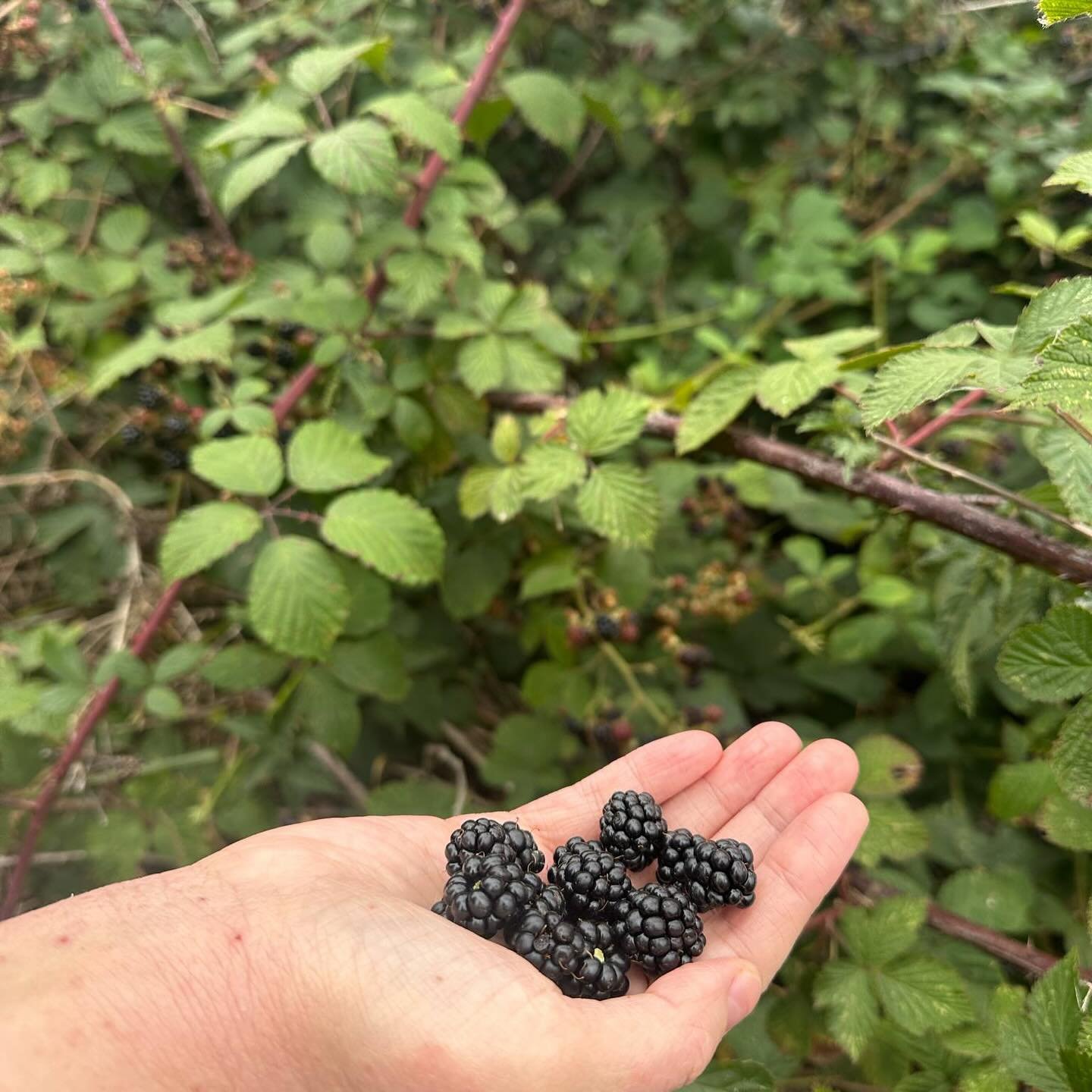 August 🍄 ate berries, went on long walks, made slow progress with some prints. Can&rsquo;t wait to do the exact same thing next month !!!!