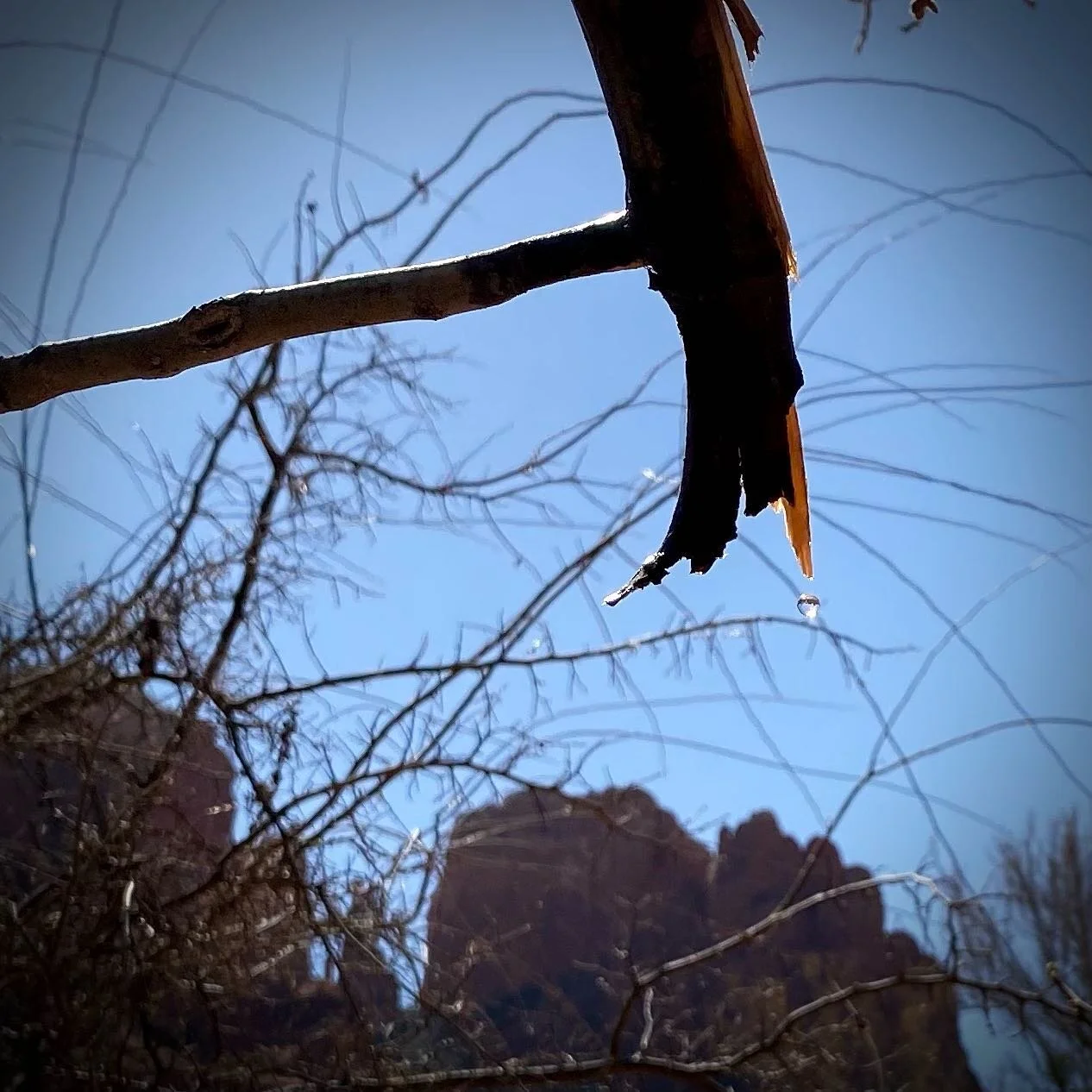 A tree in Sedona AZ drips water from its branch 8ft off the ground. Pretty cool