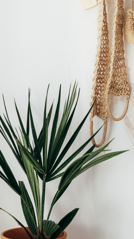Green palm plant in terracotta pot with hanging woven bags on white wall