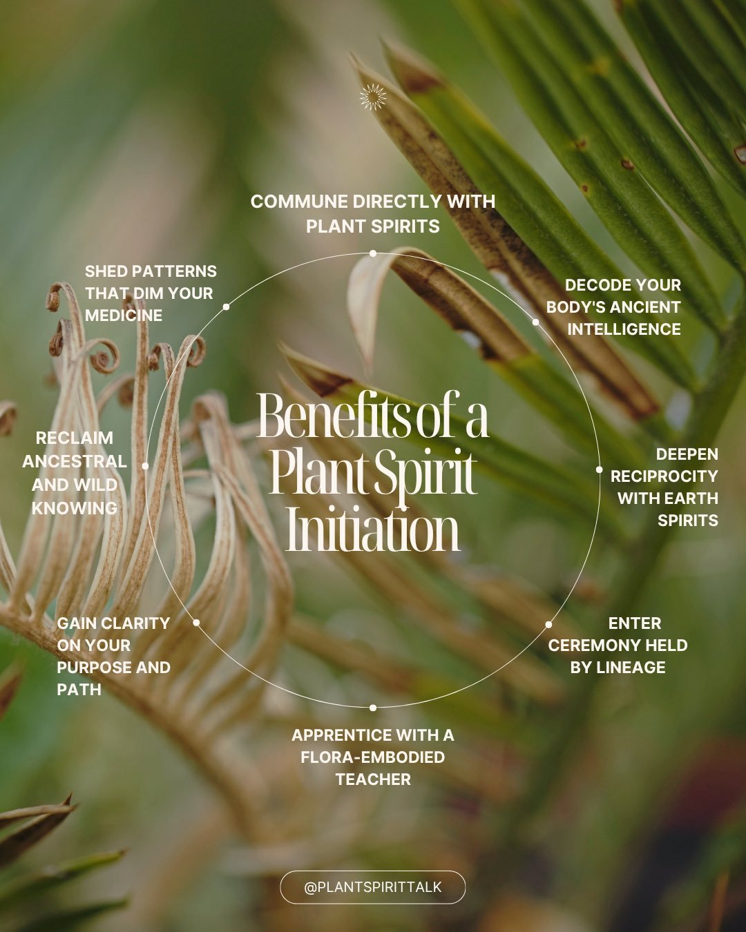 🌿 Lemongrass has been revered for centuries across indigenous traditions in Latin America, Africa, and Southeast Asia. It is commonly communed with as a cleansing herb, a protector, a nervine that settles the spirit and opens the channels of clear s