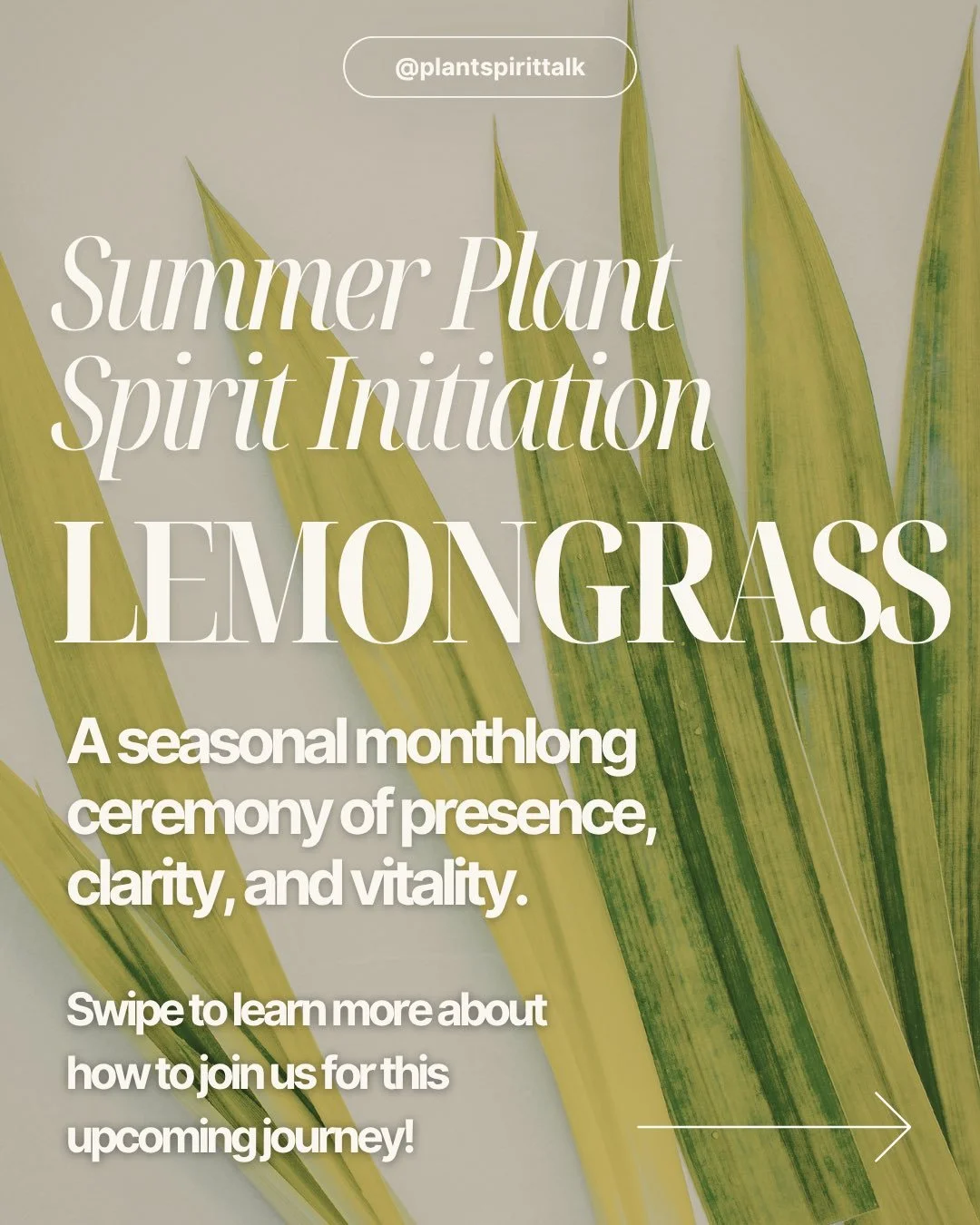 ☀️ Beloveds! The Summer Plant Spirit Initiation is now OPEN for enrollment and we are so excited to introduce your plant teacher for June: Lemongrass! 🌿✨

This radiant, citrusy medicine is here to sharpen your senses, lift your spirits, and help you