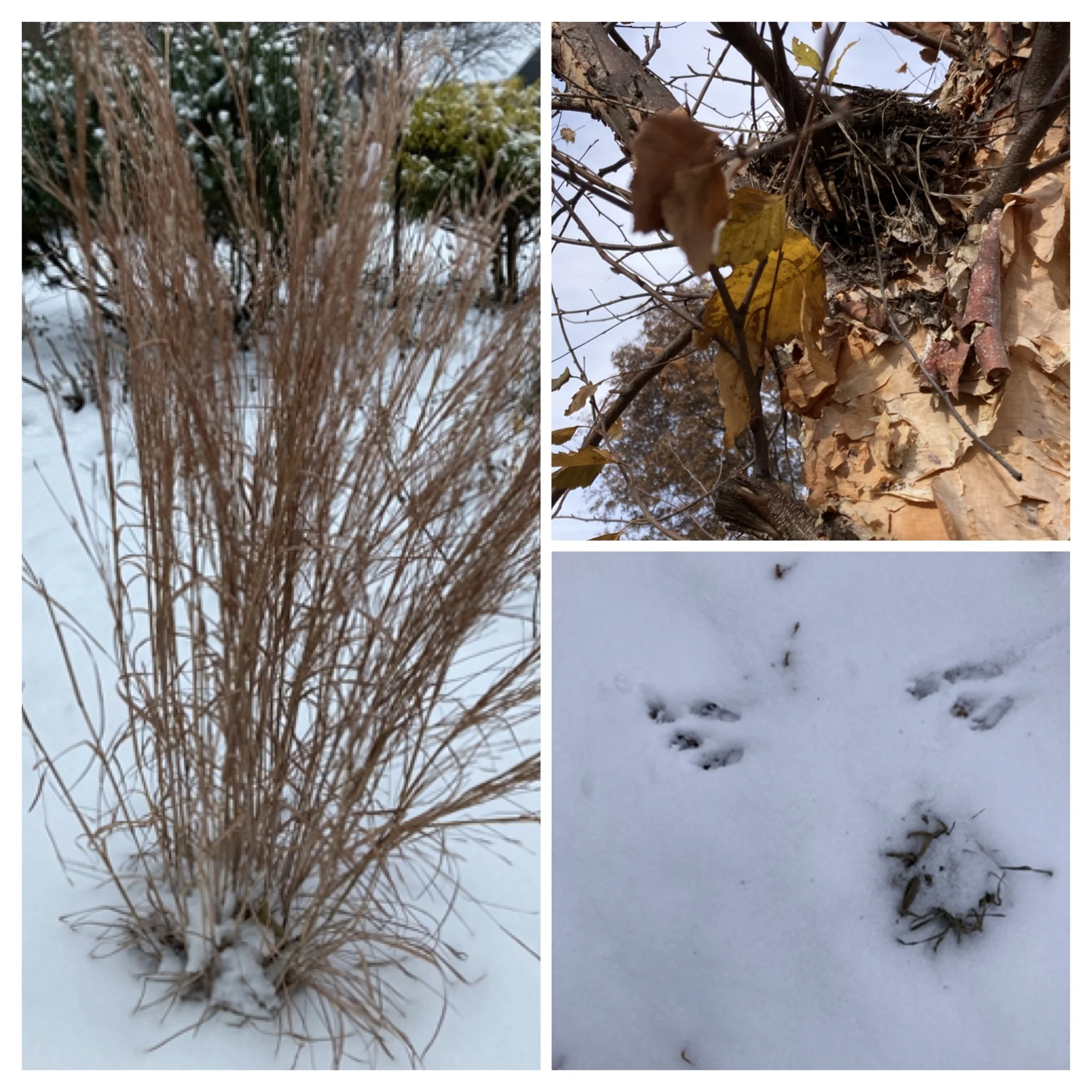 Winter - Survival, Rest, Renewal