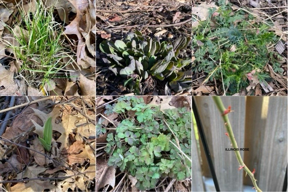 The Season of Spring Greening 