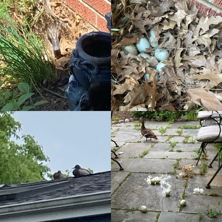 Backyard Nature, Duck Tales
