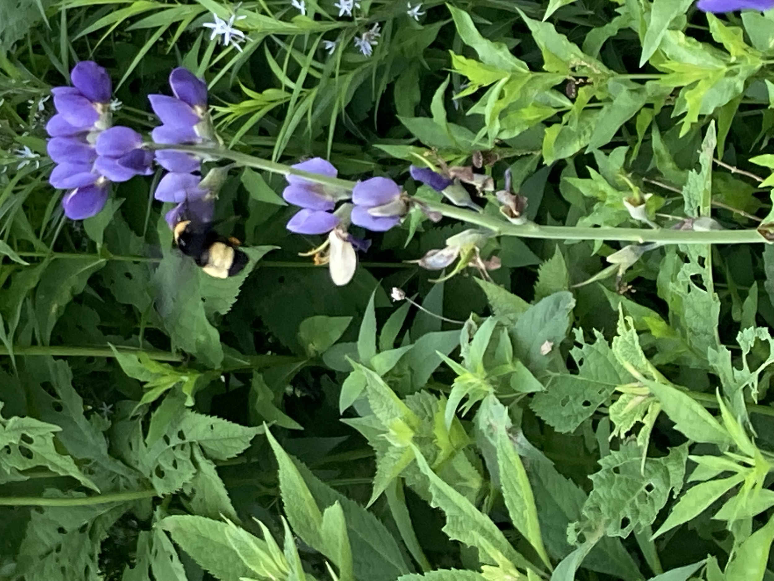 Black & gold bumblebee on wild blue indigo