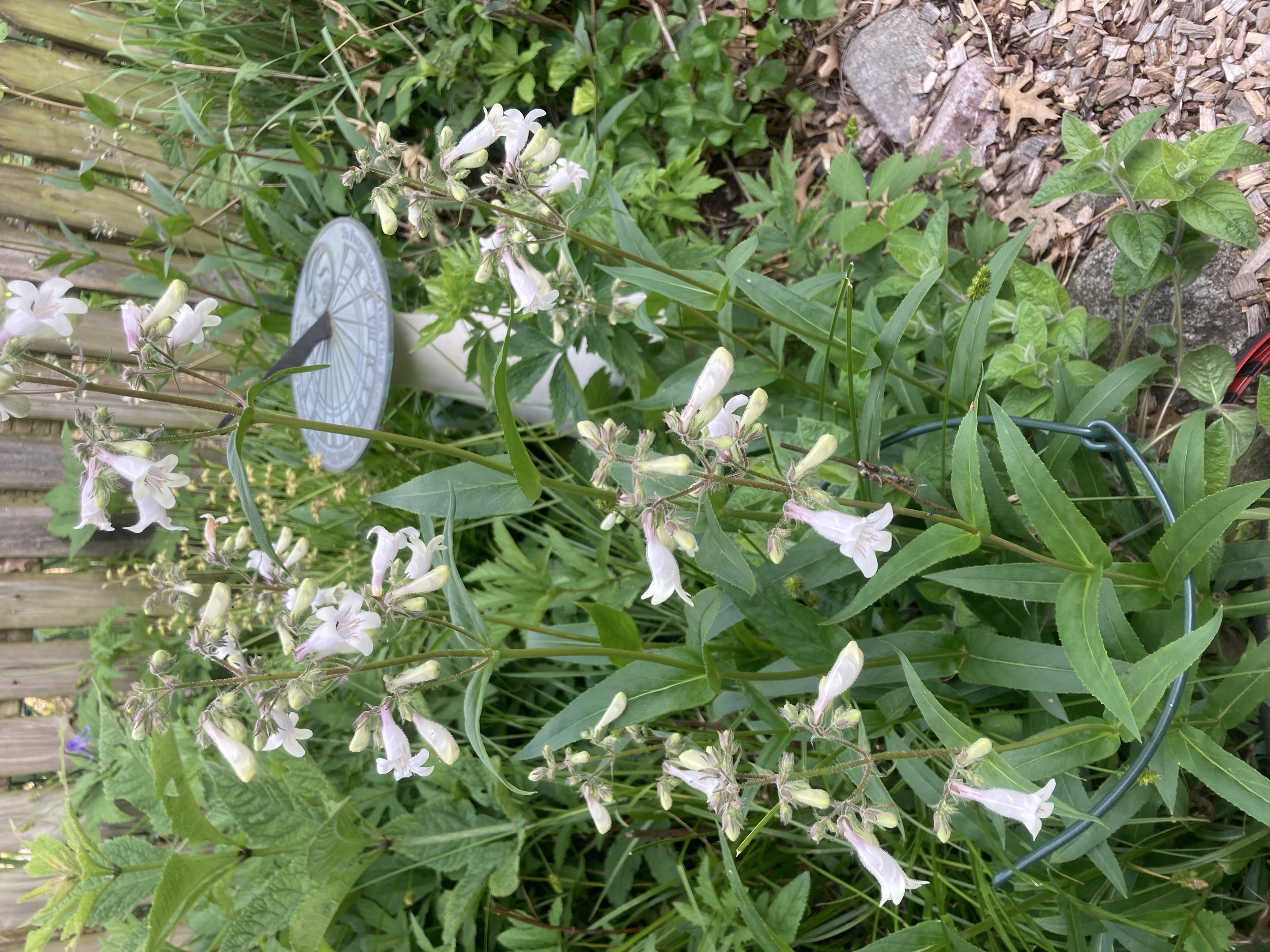 Foxglove beardtongue