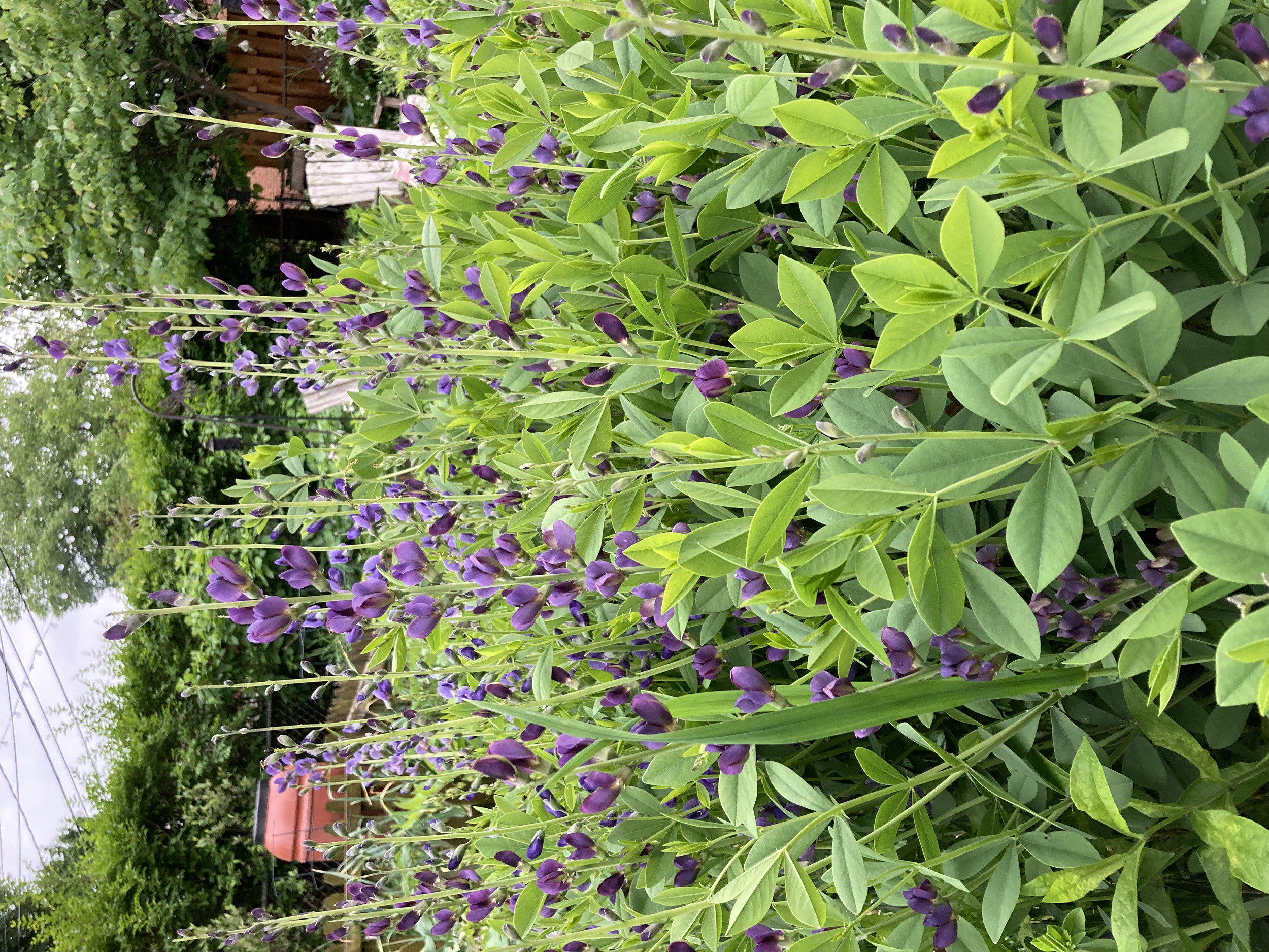 Wild blue indigo