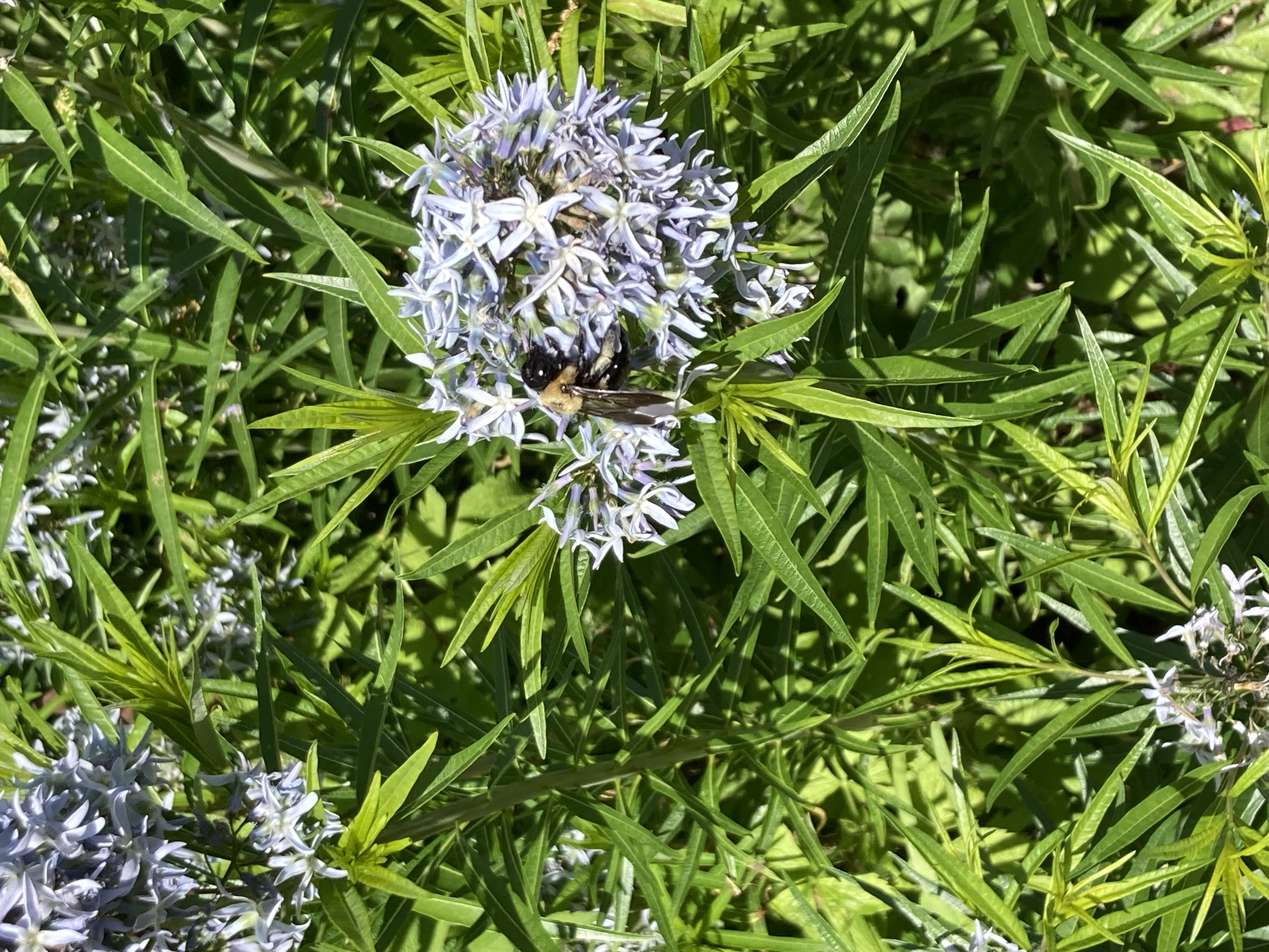 Eastern bluestar