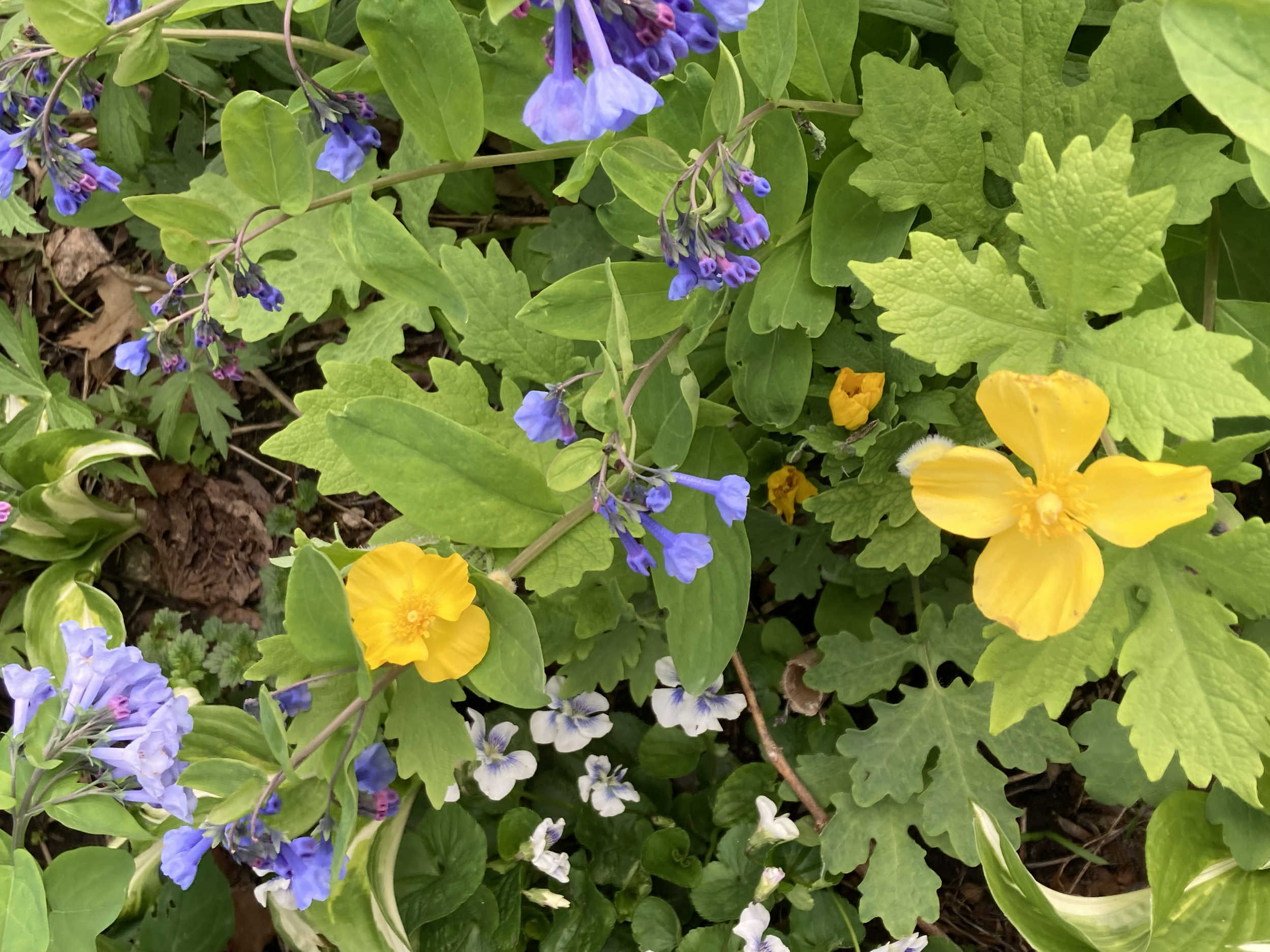 Virginia bluebells & celadine poppies